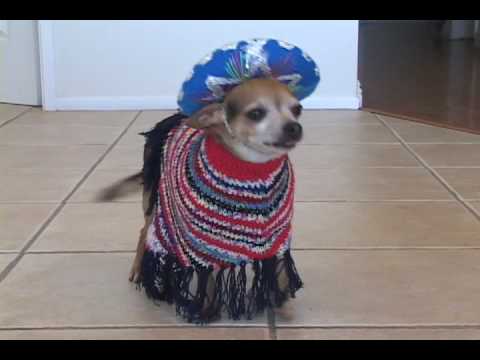 6-Pound Chihuahua Works The Catwalk!