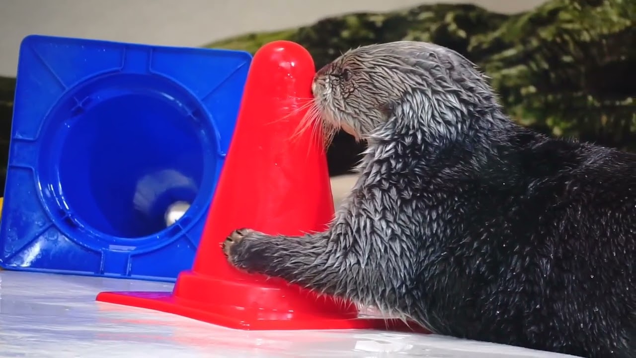 鳥羽水族館 ラッコ キラちゃんvsﾊﾟｲﾛﾝを持って来て欲しい飼育員さん