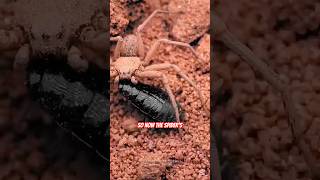 This Spider Hides Under the Sand and Waits for Its Prey! 😳🕷️ | Shocking Nature Footage