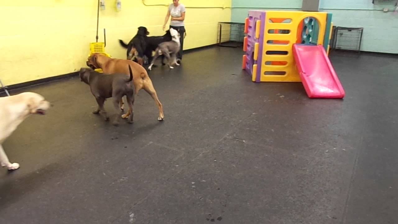 The Barking Lot 7/31/15 MAH04971 YouTube