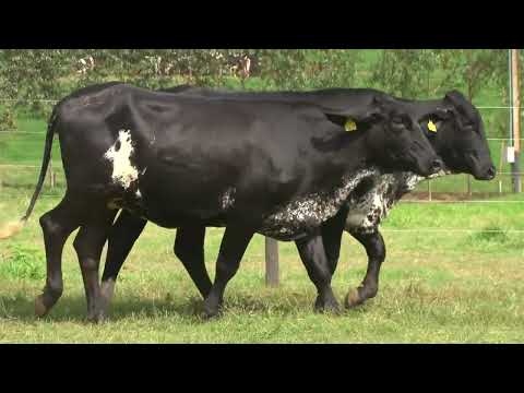 LOTE 150   21º LEILÃO SANTA LUZIA   LEITE COM RAÇA🥛🐄