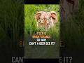 Tiger is bright orange. So why can't a deer see it?