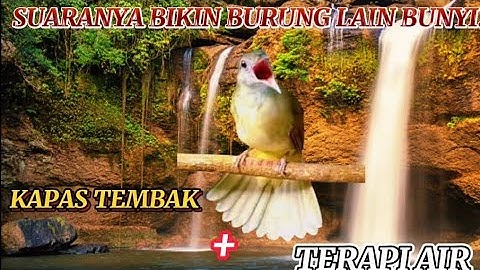 Masteran Kapas Tembak + Terapi Air isian.. yg Pass Utk Murai batu 👍