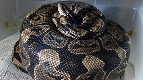 ScalyCreations Clutch #7 of the 2016 Season - Het Pied Female Ball Python on Eggs