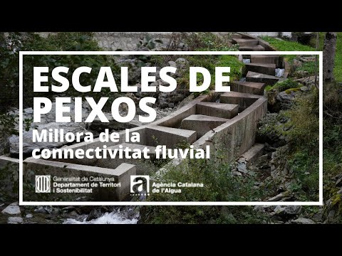 Vídeo: Com Inserir Correctament Els Taps D’orella A Les Orelles? Com S’utilitza La Silicona I Altres Tipus? Instruccions