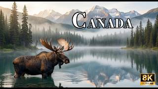 [Misty Boreal Forest] Ancient Canada 8K Ultra HD Untouched wilderness and stunning wildlife