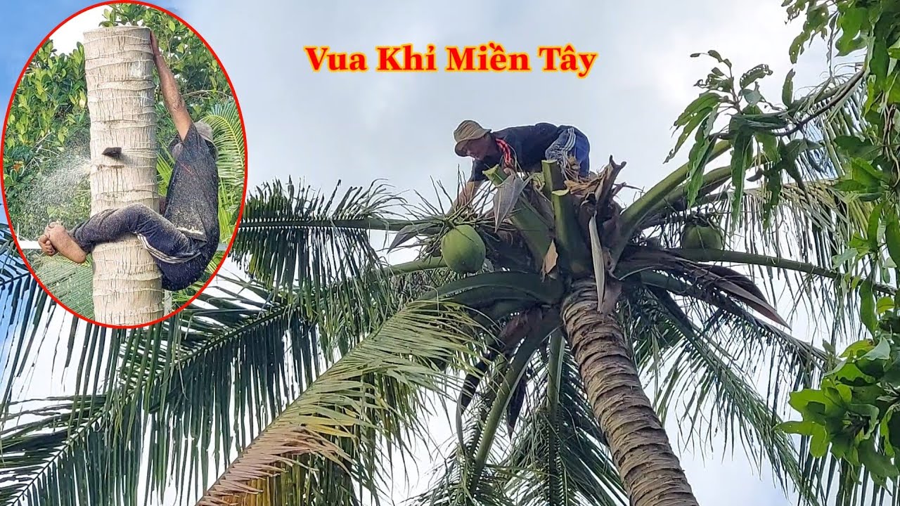 Vua Khỉ Miền Tây cưa cây Dừa ở Mỹ Lợi A . Cutting coconut tree. - YouTube