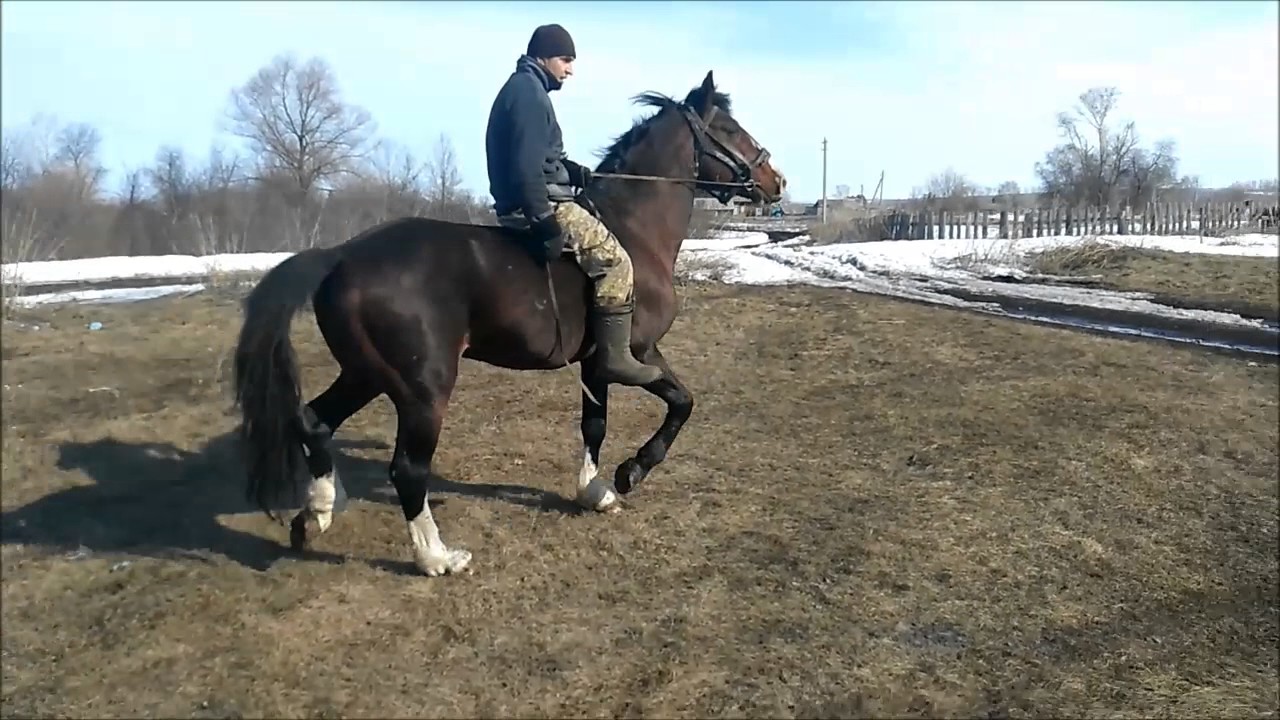 Жеребец на автомобиле