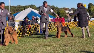 Devon Kennel Club, Airedale Terriers Winners Dog class by Sheila Tay Radcliffe 214 views 1 year ago 4 minutes, 32 seconds