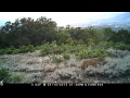 Coyote on browning range ops btc1 trail camera
