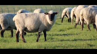 Sheep only follow their Shepherd [Switzerland / Suisse / Svizzera / Suíça / Schweiz]