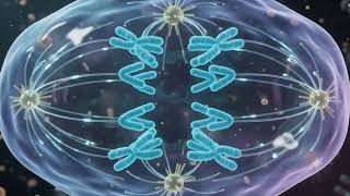 Unlocking the secrets of cellular life one division at a time