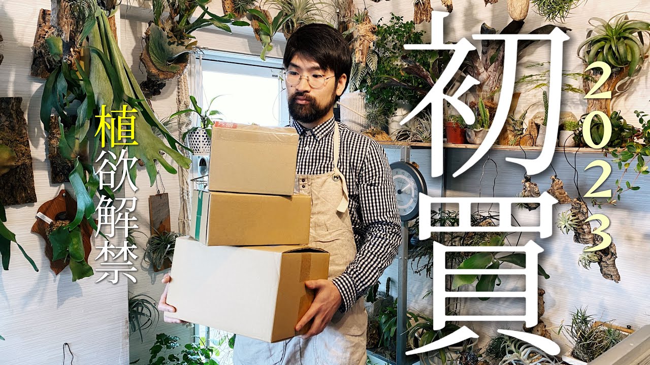 半額以下で購入した珍しい8つのエアプランツの特徴と育て方と賢い