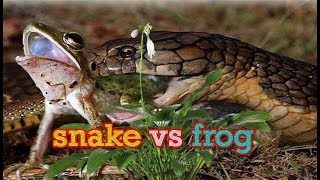 Snake Vs Frog Snake Eats Frog Live Video Hd