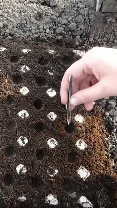 Genius way to sow carrots #carrot # #seeds #carrots #garden