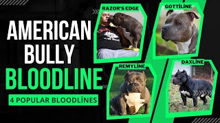 American Bully Bloodlines: Razor's Edge, Gottiline, Remyline, Daxline