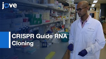 CRISPR Guide RNA Cloning  | Protocol Preview
