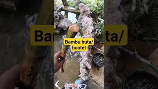 Manfaat & Fakta Bambu Buntet/ Buta