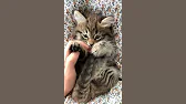 Cute cats!!