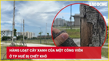 Hàng loạt cây xanh của một công viên ở TP Huế bị chết khô | Báo Lao Động