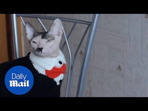 Video: Zneklidňující páteční zábava: Hitler kočky