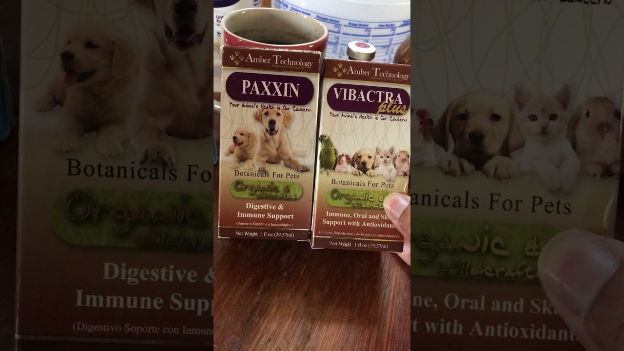 Saving My Puppy From Parvo or Parvovirus YouTube