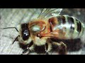 Популяция пчел # 3. Карпатская пчела.