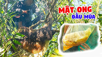 Ký Sự Rừng Già U Minh - Tập 24