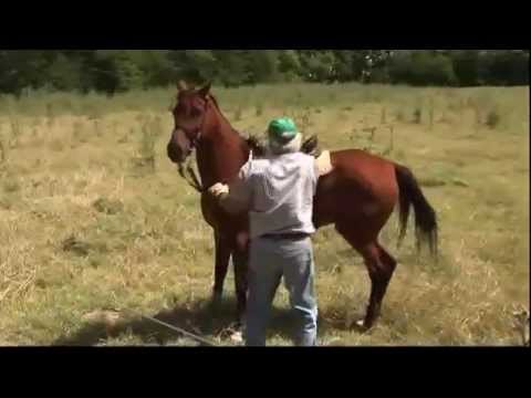 Vidéo: États d'un cheval : description, caractéristiques et structure