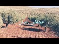 عكاش دلدار شمامة بوكي