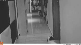 Test Video inside the house with cat Pico with Bushnell Trail Camera in Dubai, UAE