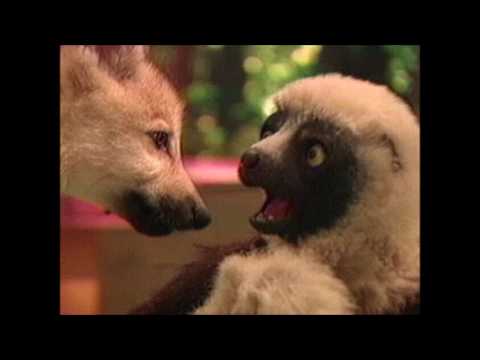 zoboomafoo sabumafú youtube