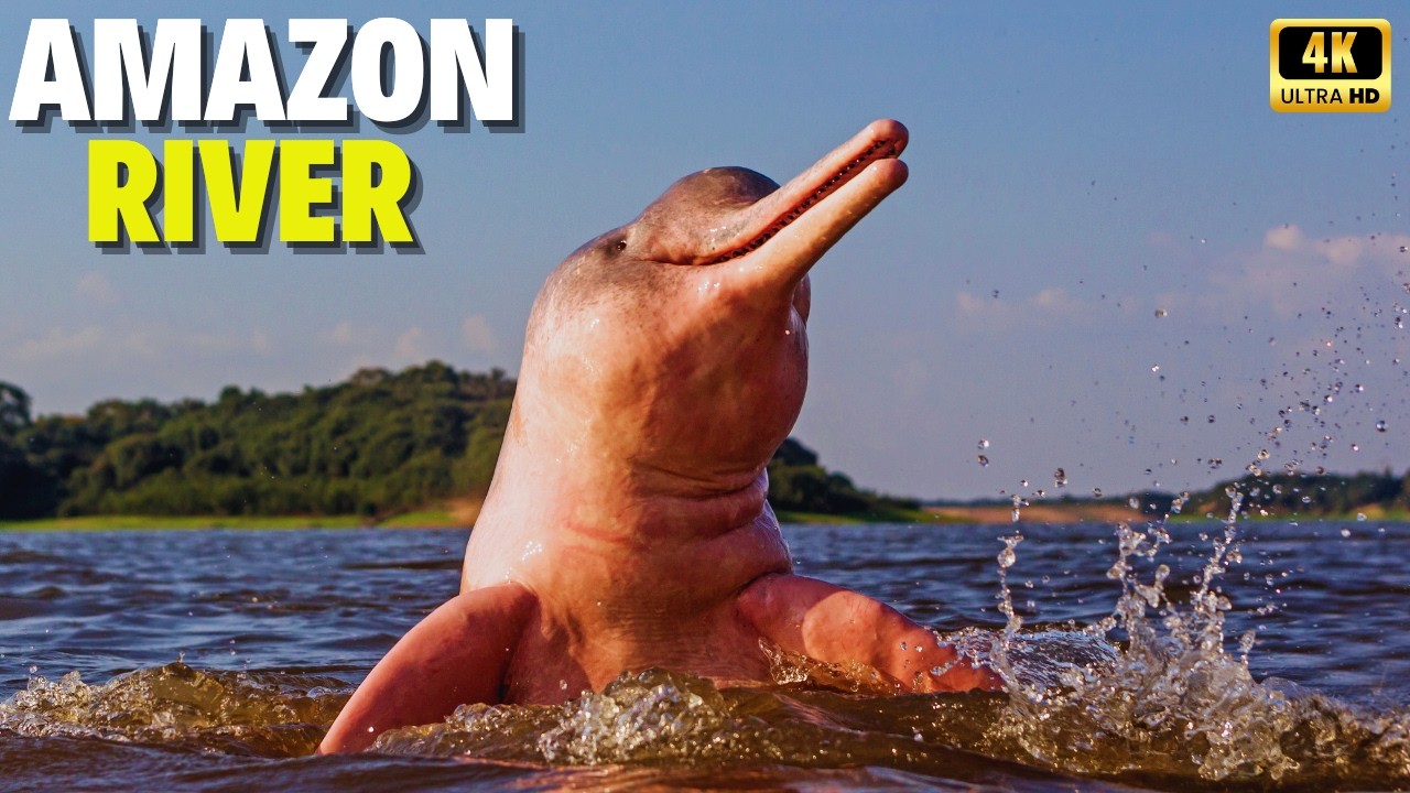 The Pink River Dolphin of the Amazon River | Wild Amazon Documentary ...