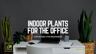 Indoor Plants For The Office