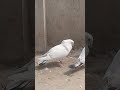 Nawabpigeons short ytshorts viralshorts kabutar pigeon