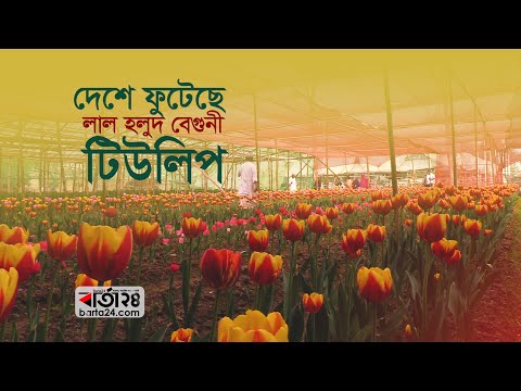 ভিডিও: হলুদ টিউলিপ