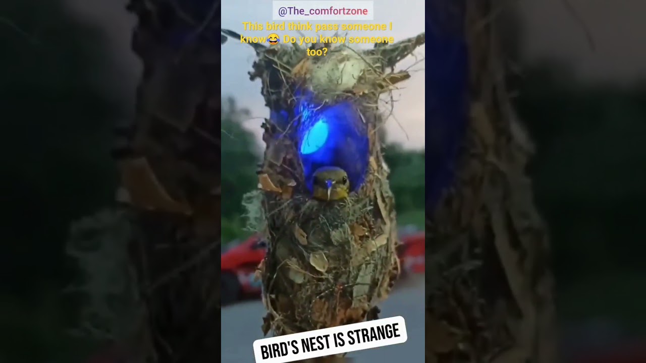 THE ONLY BIRD WHICH LIVES IN LUXURY