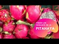 FRUTA DE DRAGON PITAYA PITAHAYA CÓMO SE CUIDA