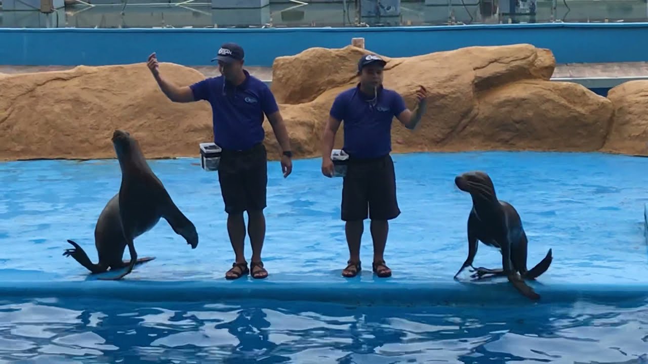 This animal understand like a man’s do... YouTube