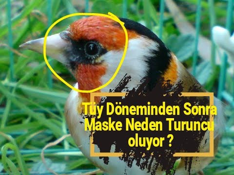 Saka,Florya ve Doğa Kuşlarında Tüy Dönemi