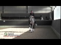 Dressage training by gareth hughes  how to do the canter half pass