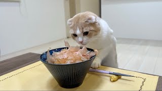 年越しそばの上で踊ってるかつお節を発見した猫がまさかの行動に出ました…www