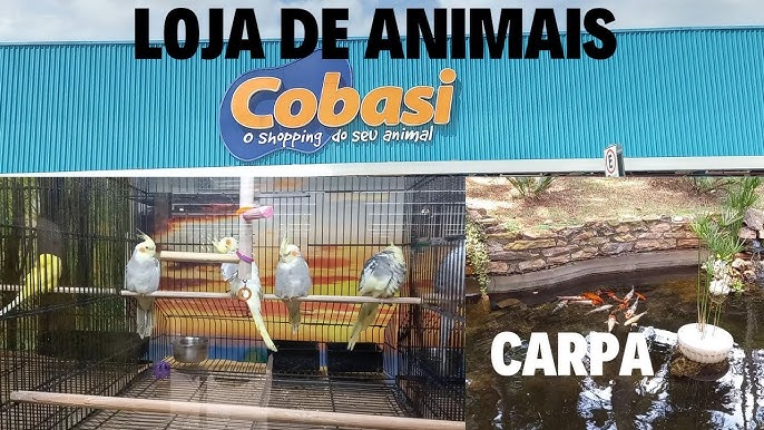 Cobasi Moema Pássaros: venha nos visitar! - Blog da Cobasi