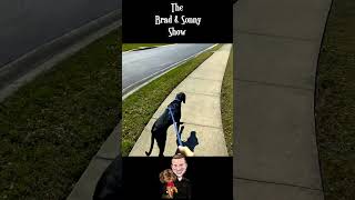 Lab-Pointer Puppy's Exciting Walk Adventure!