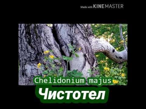 Настойка ЧИСТОТЕЛА, как приготовить и принимать - YouTube