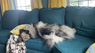 Hilarious! My Fluffy Dog Flings Pillows And Blankets Off The Couch!