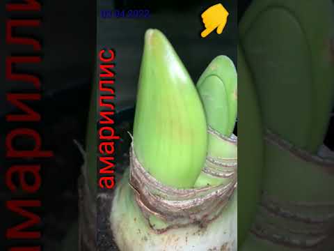 Видео: Информация о растении амариллис - узнайте об уходе за амариллисом белладонной