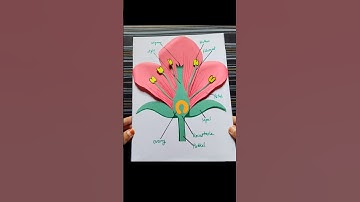 Parts of flower model for project #project #science #biology #shorts