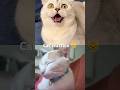 #cat #cats #catreaction #collab #catlover #funnycats #subscribe #shorts ☺️😻❤️🥰🥺🙀😹