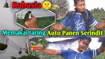 TIPS RAHASIA MEMIKAT SERINDIT MEMAKAI JARING🐦 DI SPOT GUNUNG❗ SERINDIT AUTO PANEN